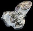 Tall Ammonite (Craspedodiscus) Cluster - Russia #34679-1